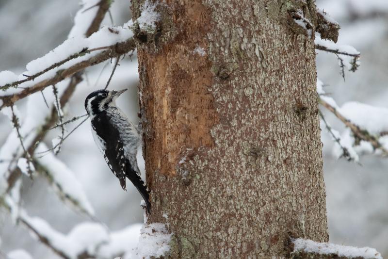 Three-toed Woodpecker | Pohjantikka